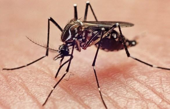 Saúde de Três Lagoas confirma a terceira morte por Dengue em 2019