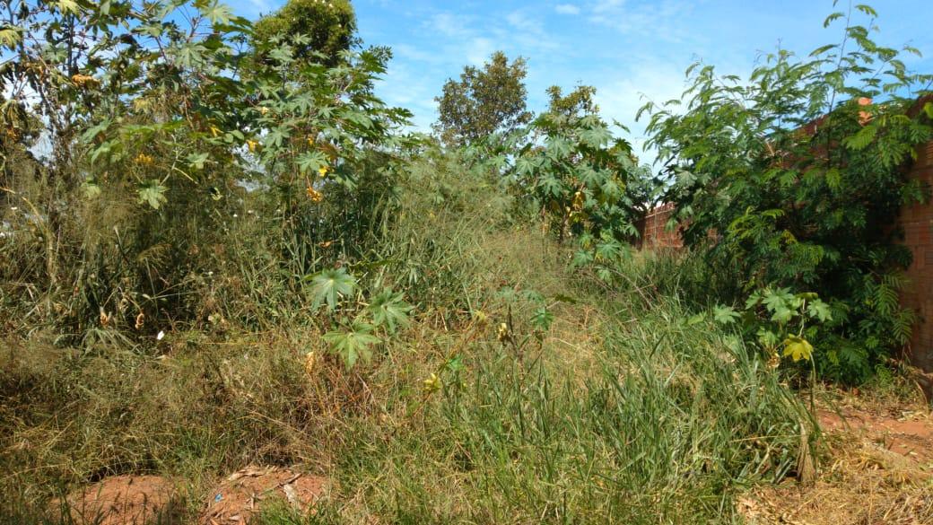 Terreno baldio traz transtornos aos moradores do bairro Carioca em Três Lagoas