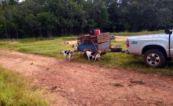 Caçadores com cães e lanças são presos pela PMA