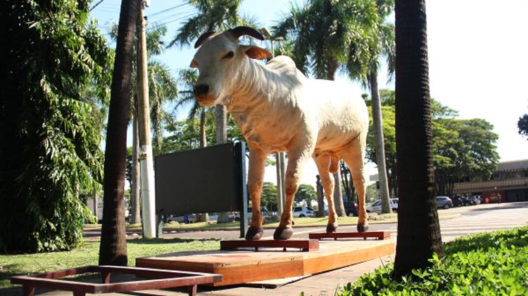 Evolução do gado nelore no Brasil passa por criadores de Araçatuba-SP Evolução do gado nelore no Brasil passa por criadores de Araçatuba-SP