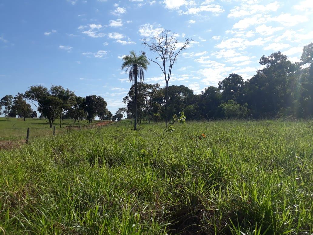 Infrator é autuado em R$ 19,5 mil por desmatamento ilegal em área protegida de reserva legal Infrator é autuado em R$ 19,5 mil por desmatamento ilegal em área protegida de reserva legal