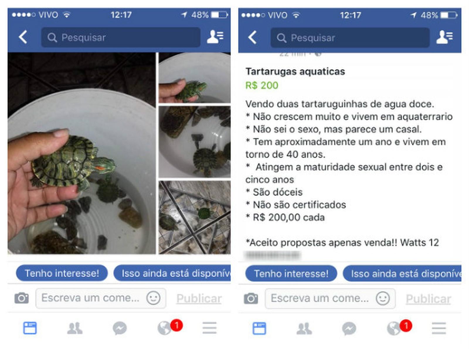 Facebook proíbe venda de animais vivos na rede social e no Instagram