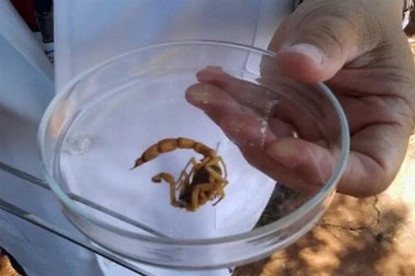Prefeitura em MS é condenada a pagar 80 mil a pais de menina que morreu com picada de escorpião Prefeitura em MS é condenada a pagar 80 mil a pais de menina que morreu com picada de escorpião