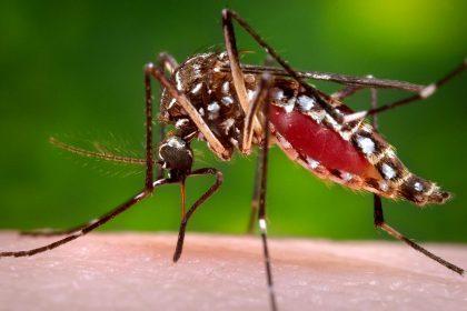 Saúde de Três Lagoas notifica 135 novos casos suspeitos de Dengue
