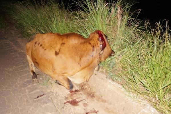 Vaca escapa de propriedade e colide com veículo na BR-262, próximo a Água Clara Vaca escapa de propriedade e colide com veículo na BR-262, próximo a Água Clara