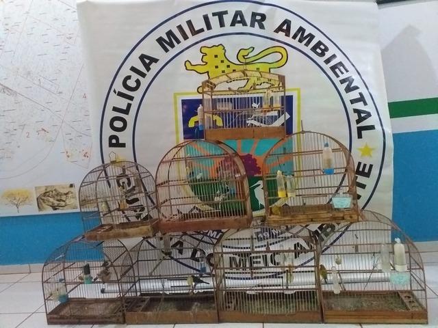 Homem é detido por comercializar e manter pássaros silvestres ilegalmente em cativeiro em Três Lagoas