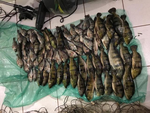 PMA de Três Lagoas prende e autua dois paulistas pescando com redes PMA de Três Lagoas prende e autua dois paulistas pescando com redes