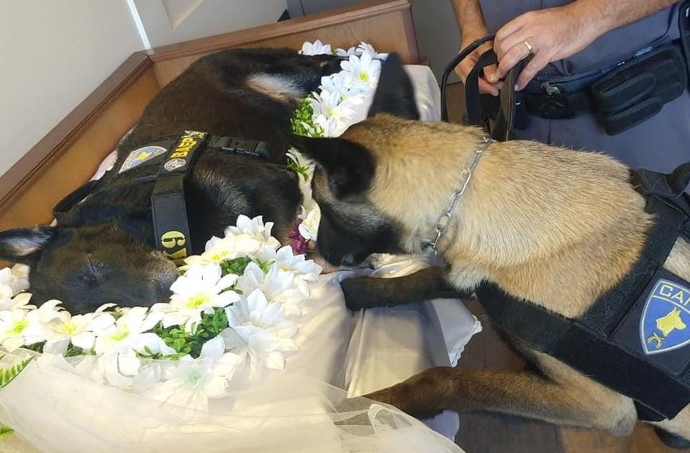 Policiais prestam homenagem a cão farejador que morreu
