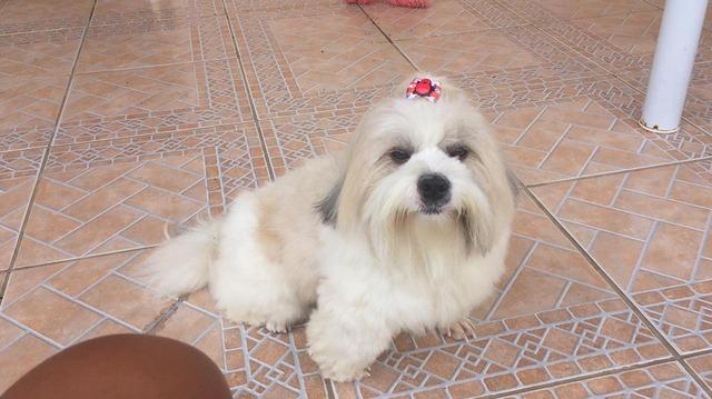Procura-se Teddy: proprietária oferece recompensa por cachorro perdido em Três Lagoas