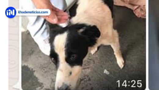 De passagem por Ilha Solteira, casal vê cachorro sendo atropelado, resgata animal e o adota