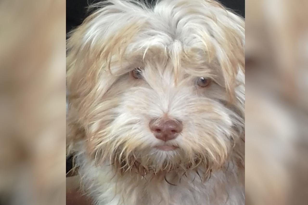 Família busca por Juninho, pet desaparecido desde quarta-feira Família busca por Juninho, pet desaparecido desde quarta-feira