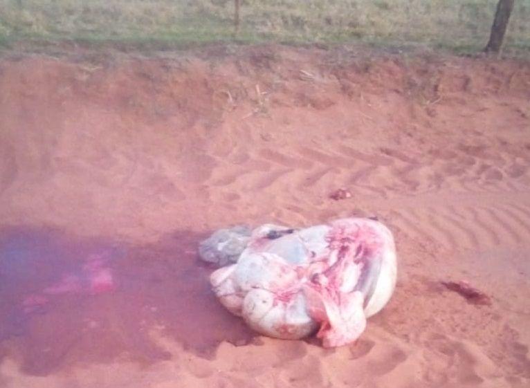Ladrões invadem fazenda em Nova Andradina e abatem gado de doação do Hospital do Amor