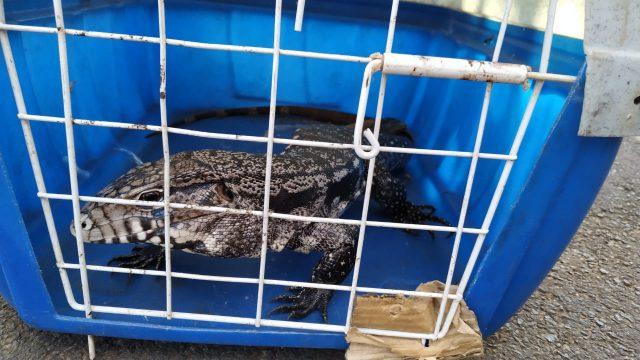 Lagarto teiú é capturado em Castilho no meio da rua