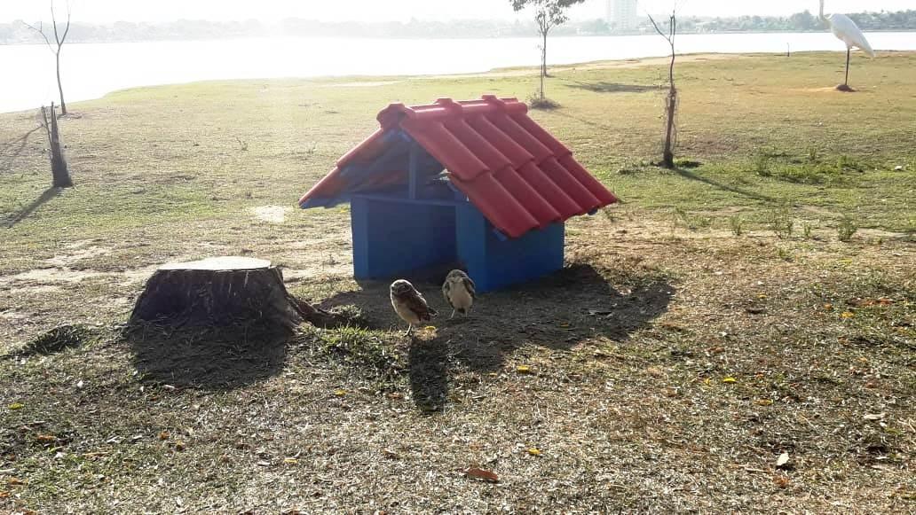 Para proteger ninhos e evitar acidentes, Meio Ambiente instala casinhas para corujas na Lagoa Maior