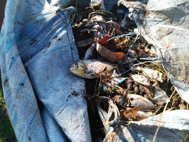 Peixes mortos são retirados da Lagoa Maior em Três Lagoas; a causa das mortes ainda é uma incógnita Peixes mortos são retirados da Lagoa Maior em Três Lagoas; a causa das mortes ainda é uma incógnita