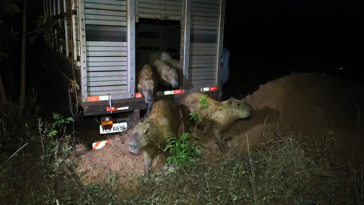 Meio Ambiente inicia manejo das capivaras da Lagoa Maior