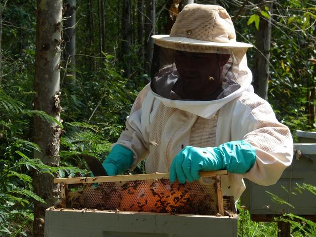 Apicultores de MS superam média nacional com produção de 117 toneladas de mel