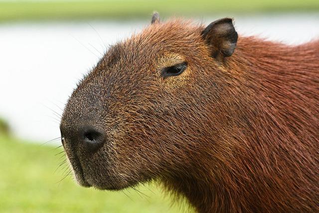Homem é preso em flagrante após tentar matar capivara a pauladas em Três Lagoas