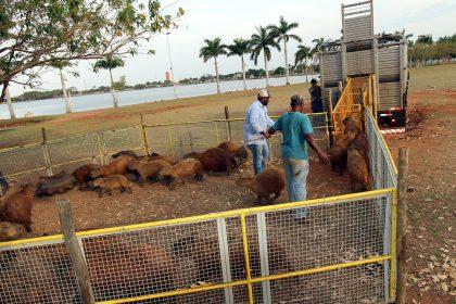 Meio Ambiente inicia manejo das capivaras da Lagoa Maior