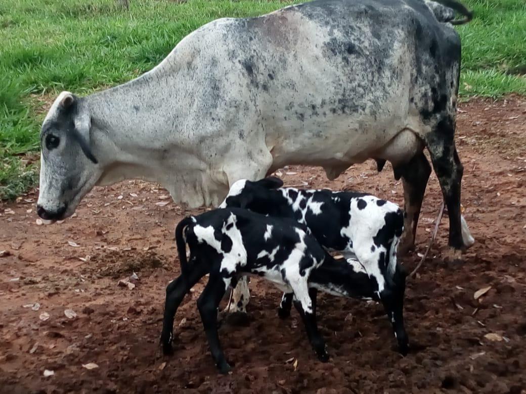 Parceria entre Suzano e Sebrae promove desenvolvimento da produção de leite na agricultura familiar