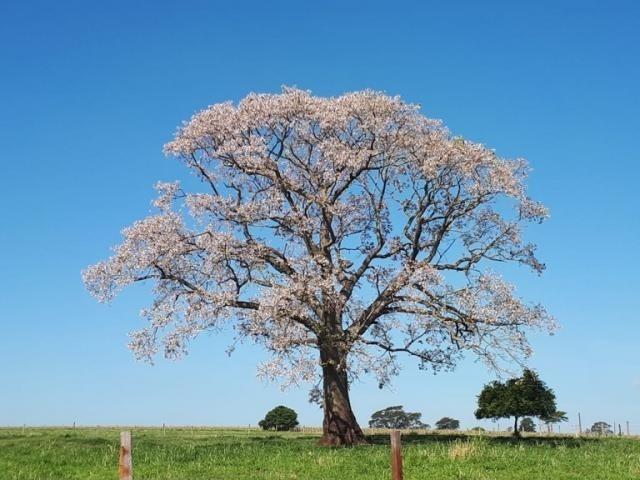 Primavera chega com previsão de chuva e calor acima do normal em MS Primavera chega com previsão de chuva e calor acima do normal em MS
