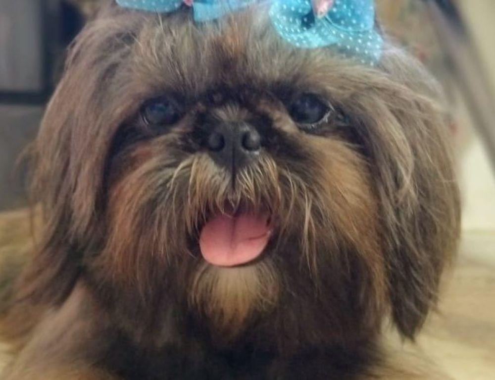 Busca por namorado pela cachorrinha Samy viraliza nas redes sociais Busca por namorado pela cachorrinha Samy viraliza nas redes sociais