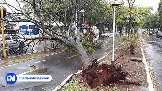 Em Ilha Solteira, chuva e vento derrubam árvores e deixam a cidade sem energia