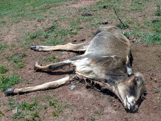 Em Cassilândia, fazendeiro é multado em R$ 64 mil por abandonar gado que morreu de fome