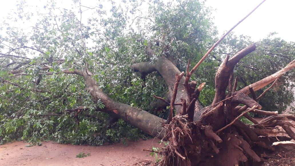 Ventos de até 74 km destelhou casas, derrubou árvores e chegou a arrancar fachada de loja em Tês Lagoas Ventos de até 74 km destelhou casas, derrubou árvores e chegou a arrancar fachada de loja em Tês Lagoas
