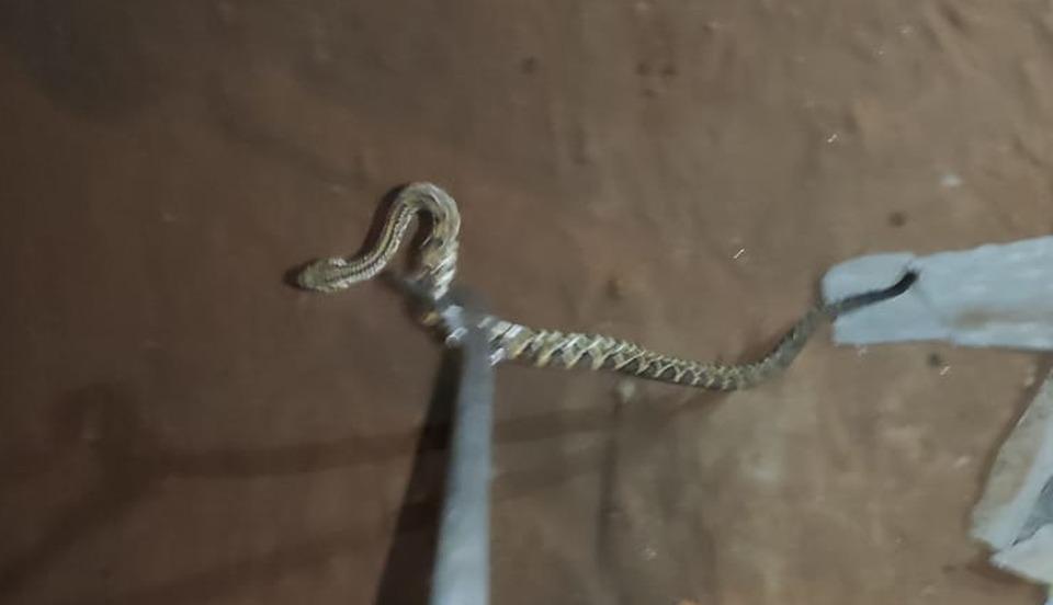 Cascavel é capturada pelos bombeiros em residência no bairro Jardim das Hortências 