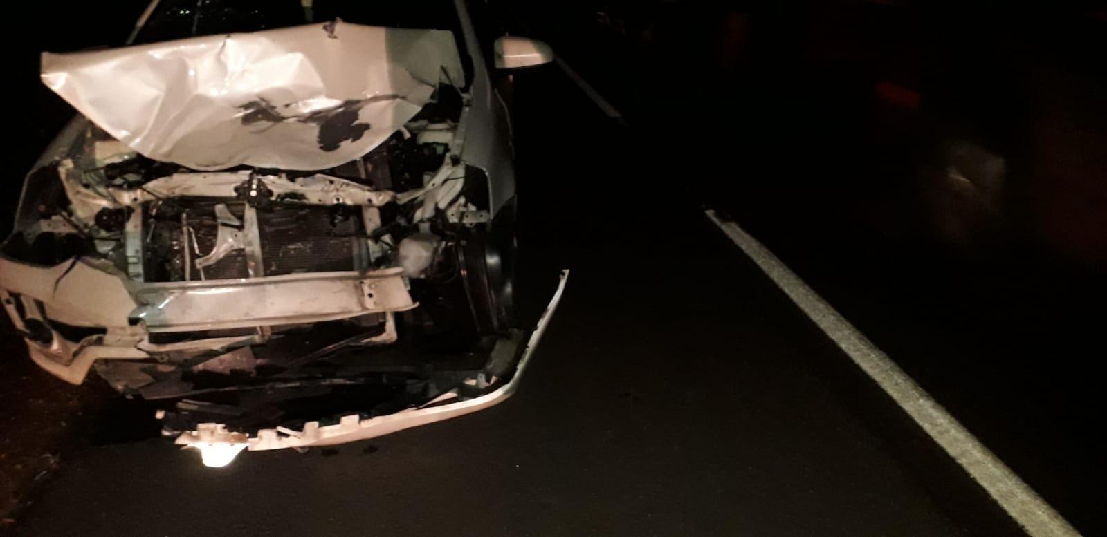 Anta tenta atravessar rodovia e causa acidente na BR-262, na região do Arapuá Anta tenta atravessar rodovia e causa acidente na BR-262, na região do Arapuá