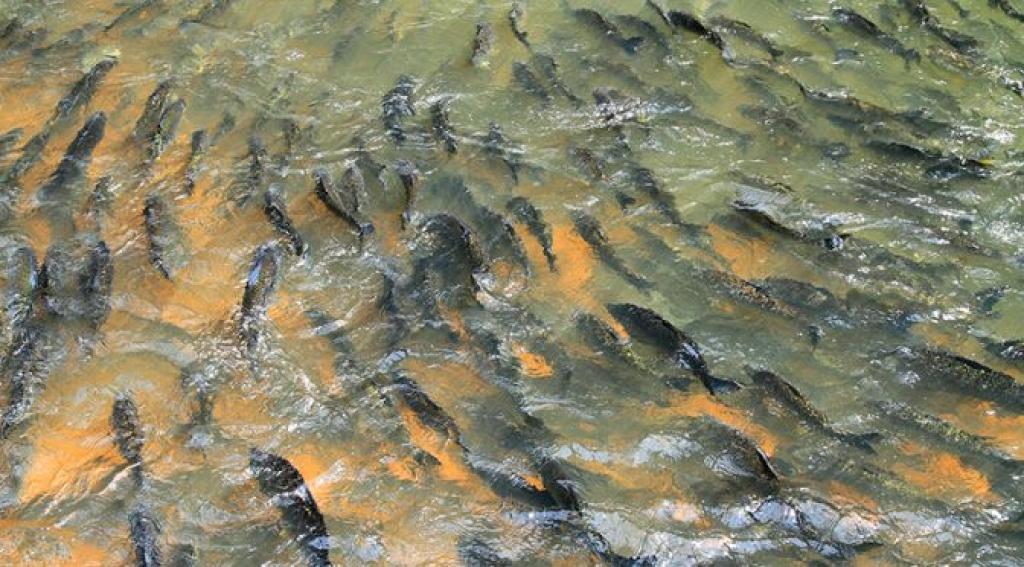 Ex-prefeito de Camapuã é flagrado com pescado fora da medida