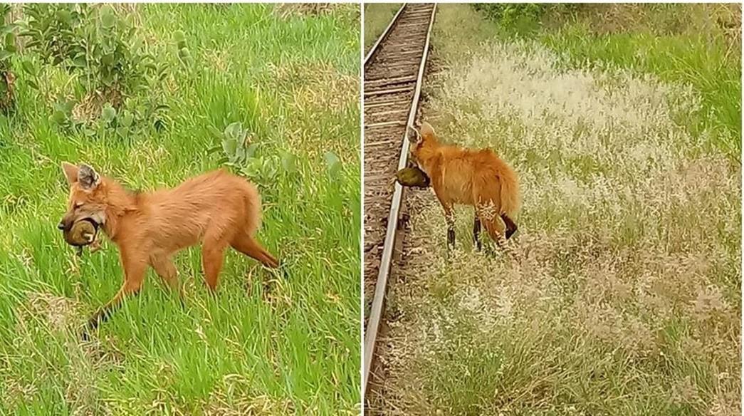 Lobo Guará é flagrado se alimentando de Jaca na região do Arapuá Lobo Guará é flagrado se alimentando de Jaca na região do Arapuá
