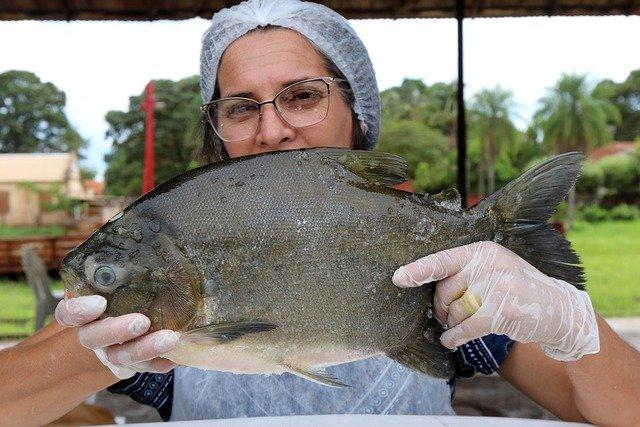 1ª Feira do Peixe acontece nesta sexta-feira na área central de Três Lagoas