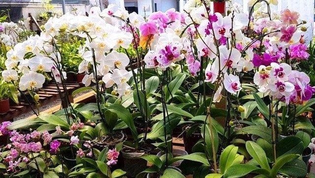 Exposição de orquídeas a partir de R$ 15,00 começa hoje na Casa do Artesão