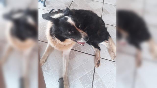 Cachorra que se assustou com fogos de artifícios foge e ainda está desaparecida Cachorra que se assustou com fogos de artifícios foge e ainda está desaparecida