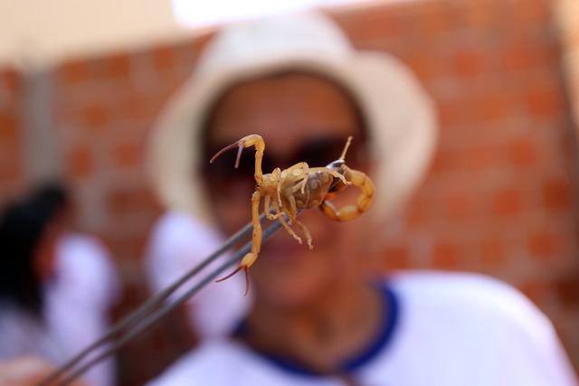 ESCORPIÕES: Saúde orienta manter os quintais limpos para evitar infestação e picadas ESCORPIÕES: Saúde orienta manter os quintais limpos para evitar infestação e picadas
