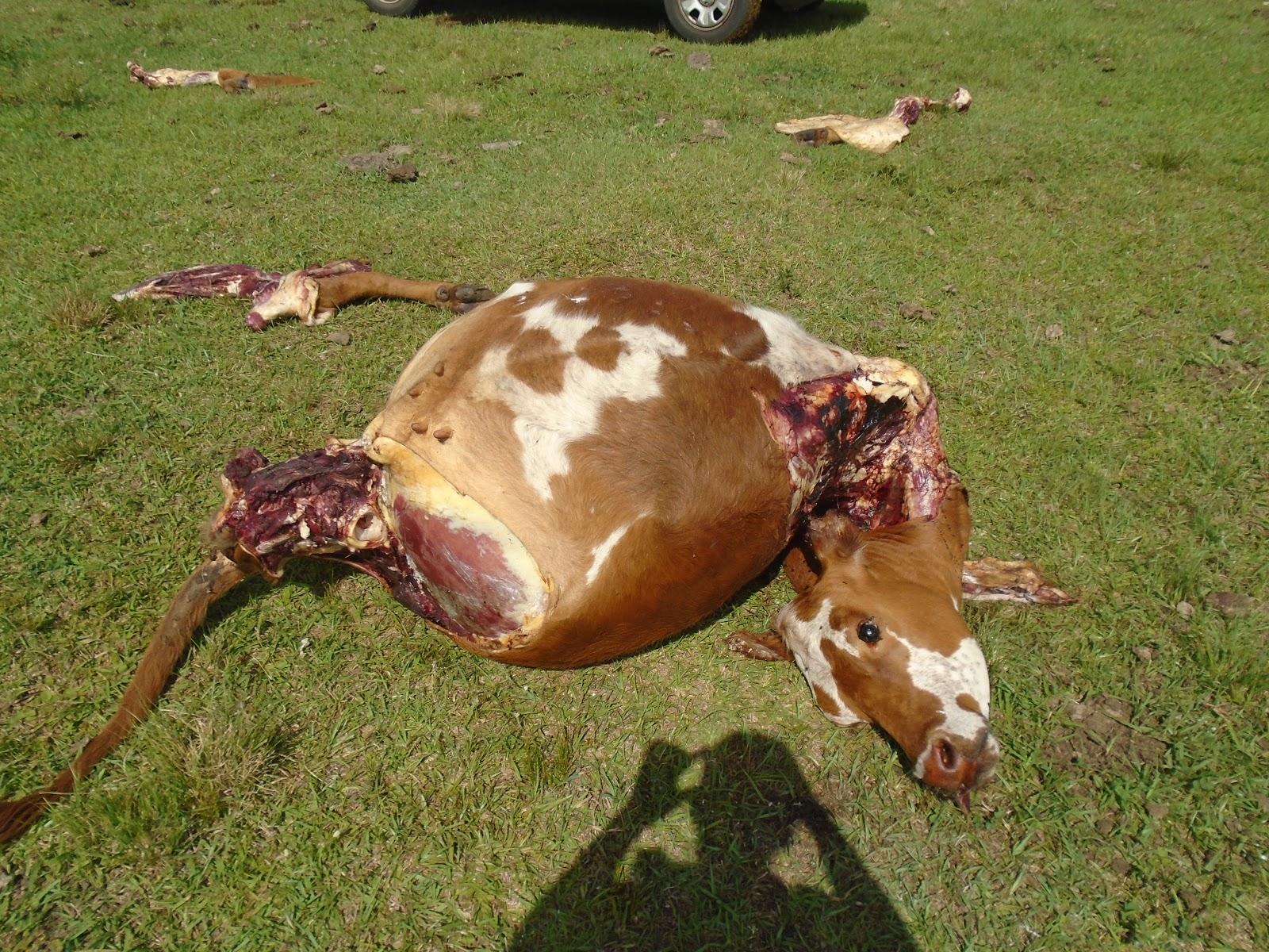 Ladrões abatem vaca e furtam toda a carne em fazenda de Três Lagoas