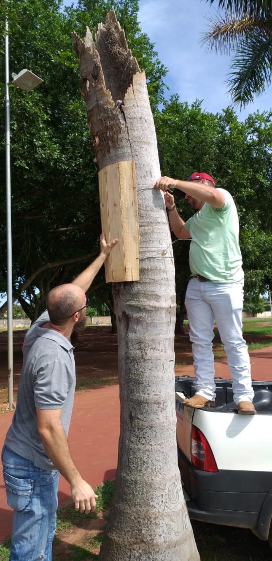 Meio Ambiente protege ninhos, constrói casinhas artificiais e destaca medidas de preservação Meio Ambiente protege ninhos, constrói casinhas artificiais e destaca medidas de preservação