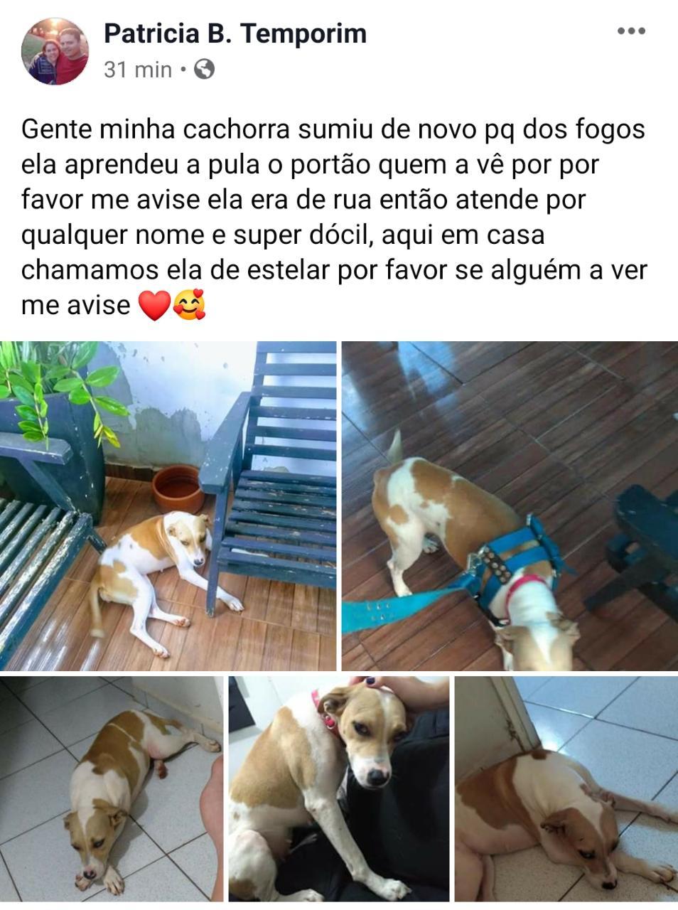 Mulher pede ajuda para encontrar sua cachorra que fugiu com barulhos de fogos em Castilho Mulher pede ajuda para encontrar sua cachorra que fugiu com barulhos de fogos em Castilho