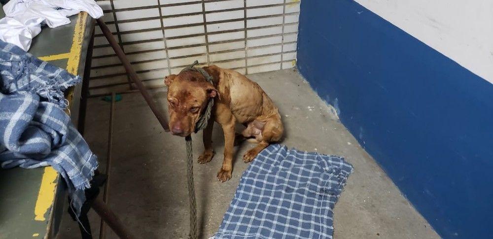 Protetora investiga casos de rinhas com cães e galos em Três Lagoas Protetora investiga casos de rinhas com cães e galos em Três Lagoas