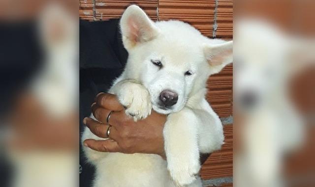 Cachorra furtada de canil em Três Lagoas está sendo procurada pelos proprietários