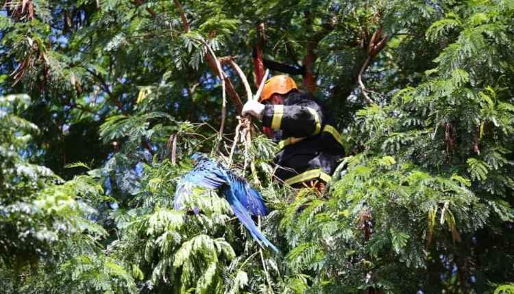 Arara fica mais de 4h presa por linha de pipa, sensibiliza moradores e mobiliza resgate