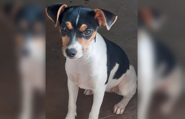  Fox Paulistinha Luly está desaparecida; família busca por ajuda 