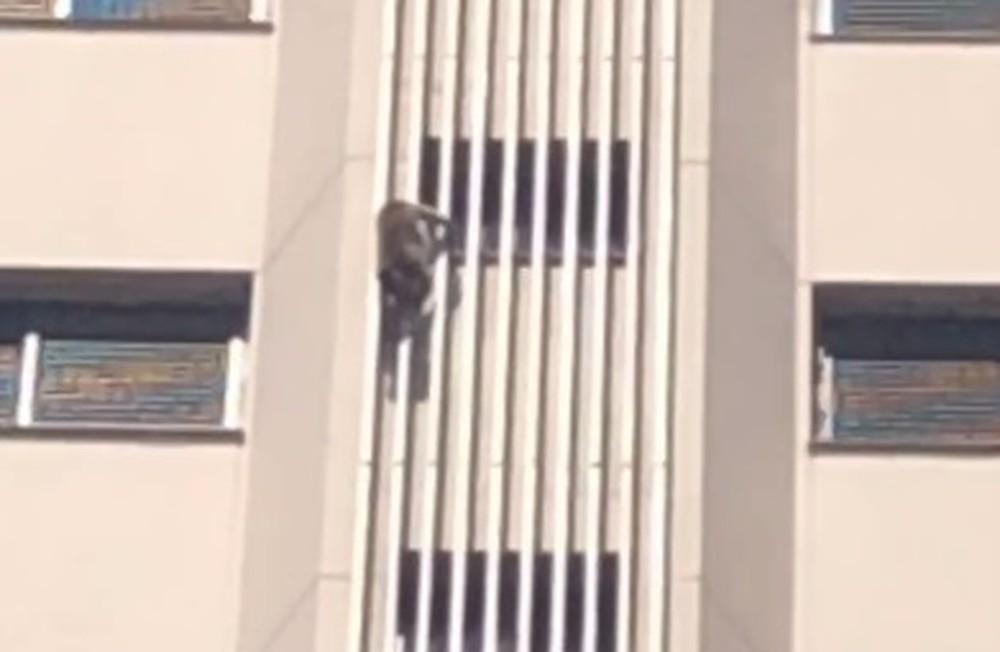 Macaco é flagrado escalando prédio de 16 andares em Araçatuba