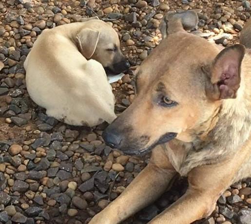Protetoras dos animais denunciam abandono e pedem ajuda para adoção Protetoras dos animais denunciam abandono e pedem ajuda para adoção