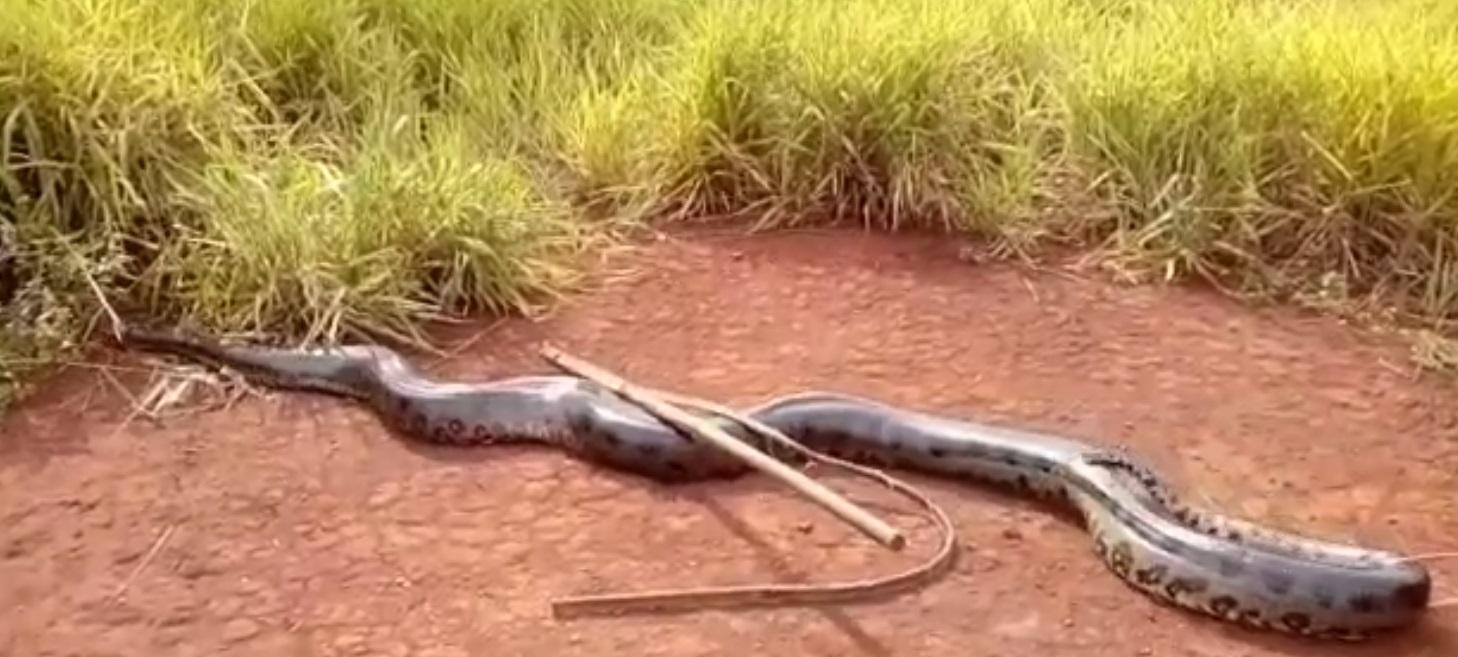 Sucuri de sete metros e 85 quilos é encontrada por funcionários de usina