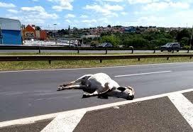 Vaca é abatida a tiros de submetralhadora após ‘surtar’ e danificar veículos em rodovia