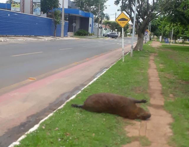 Dois dias depois da pintura das capifaixas, SEMEA registra primeiro atropelamento fatal