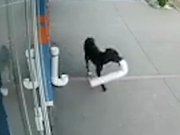 Câmera de segurança flagra cachorro ladrão furtando pet shop Câmera de segurança flagra cachorro ladrão furtando pet shop